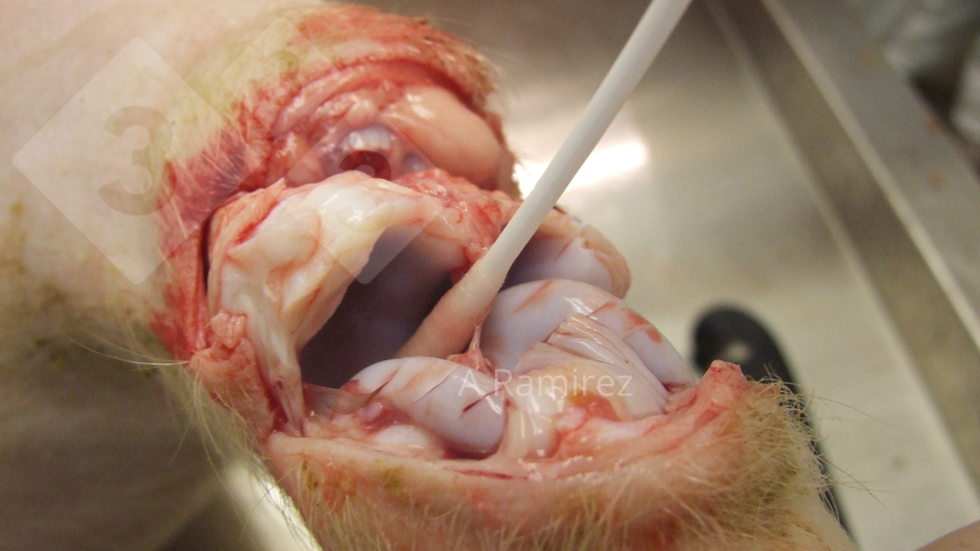 Recogida de muestra articular con un hisopo en un cerdo con afectación crónica